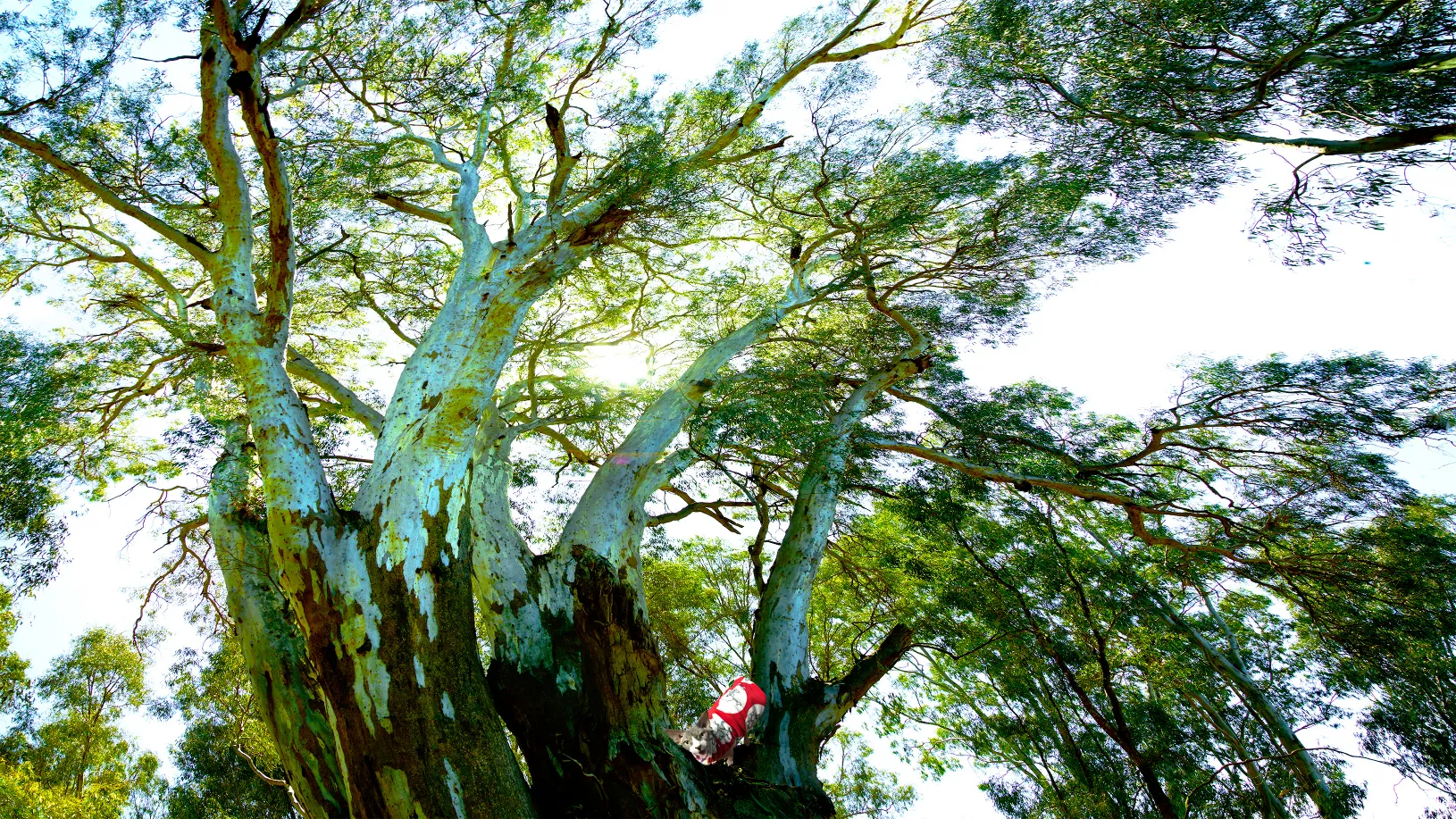 Immortalize Your Pets Through Arts - Pet Grief, Coping with Losing a Pet