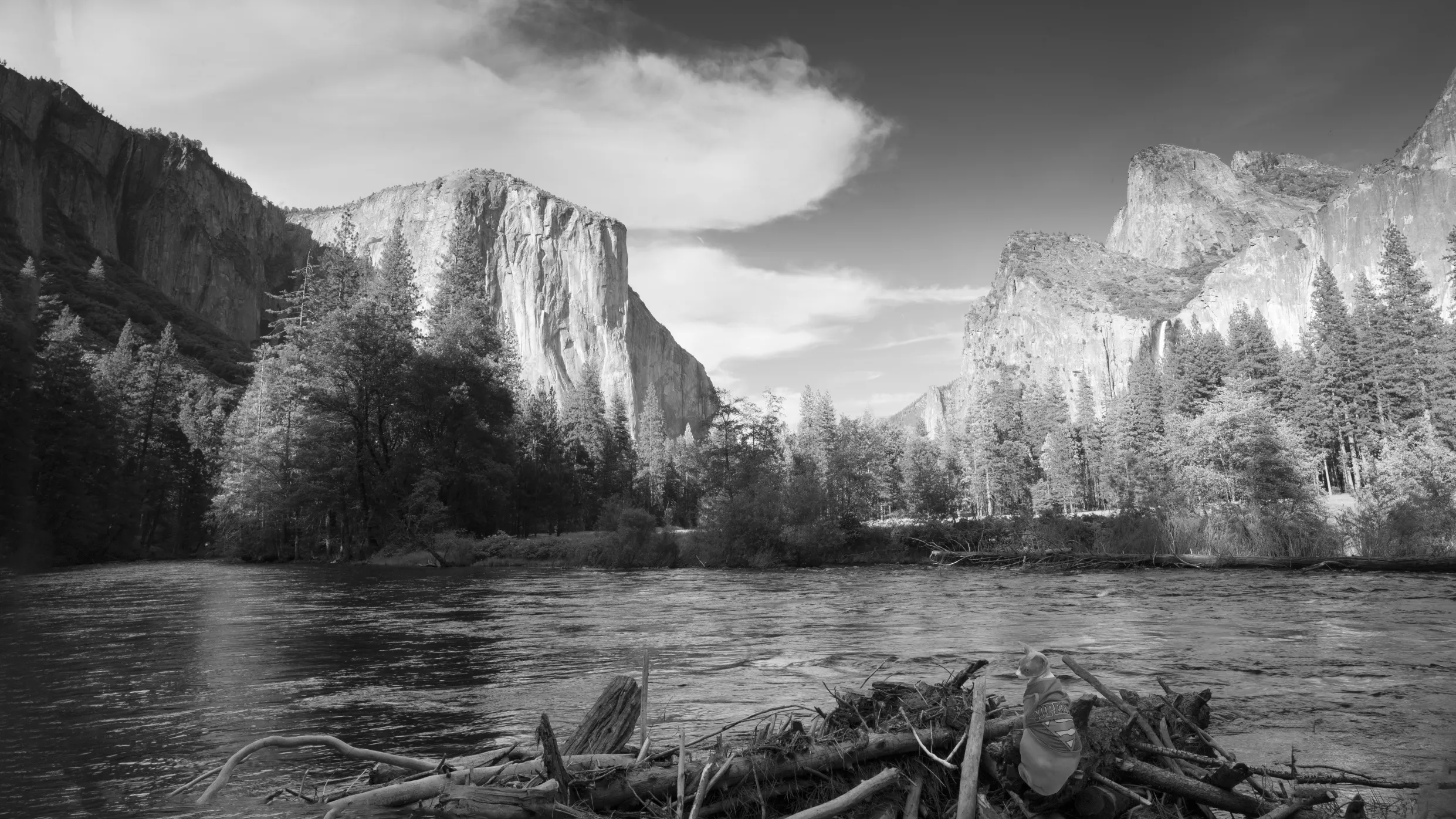 Sphynx Cats in Art Photos for Sale, Sphynx Cats Photos for Sale, Hairless and Bald sphynx cats photos for sale, Cats in Art, Cat photos for sale