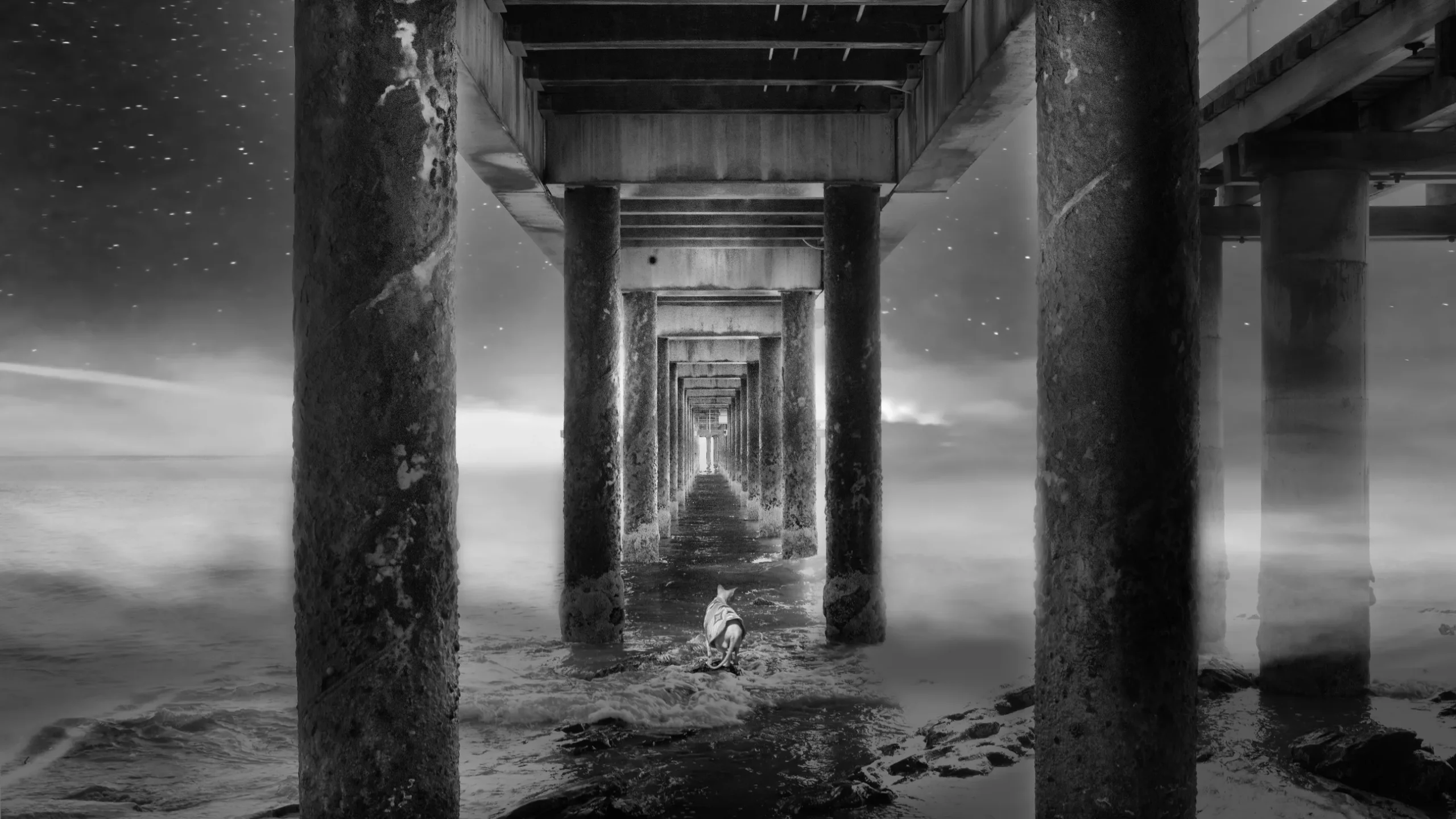 Exotic Cat Breed in Art - Sphynx Cats in Art - Exotic Sphynx Cats Photos for sale