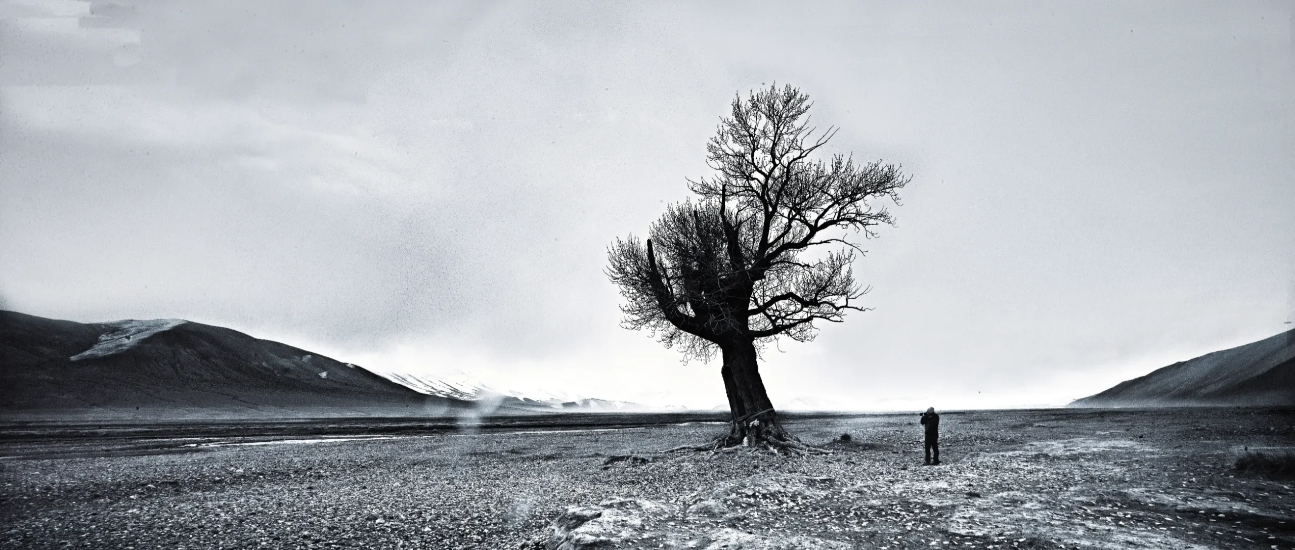 Tree Photography, Panoramic Photography