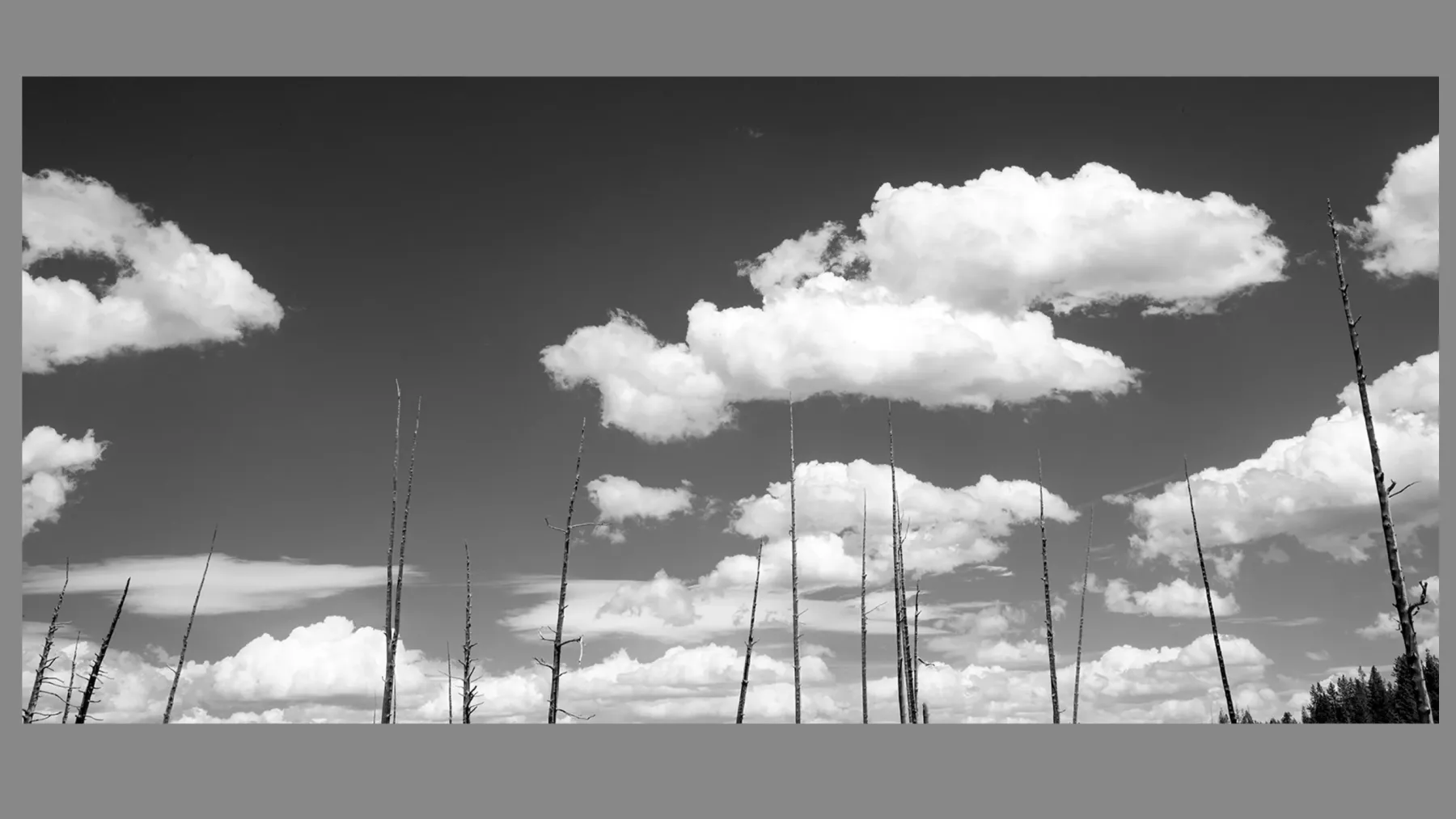 Trees and Trees Photography