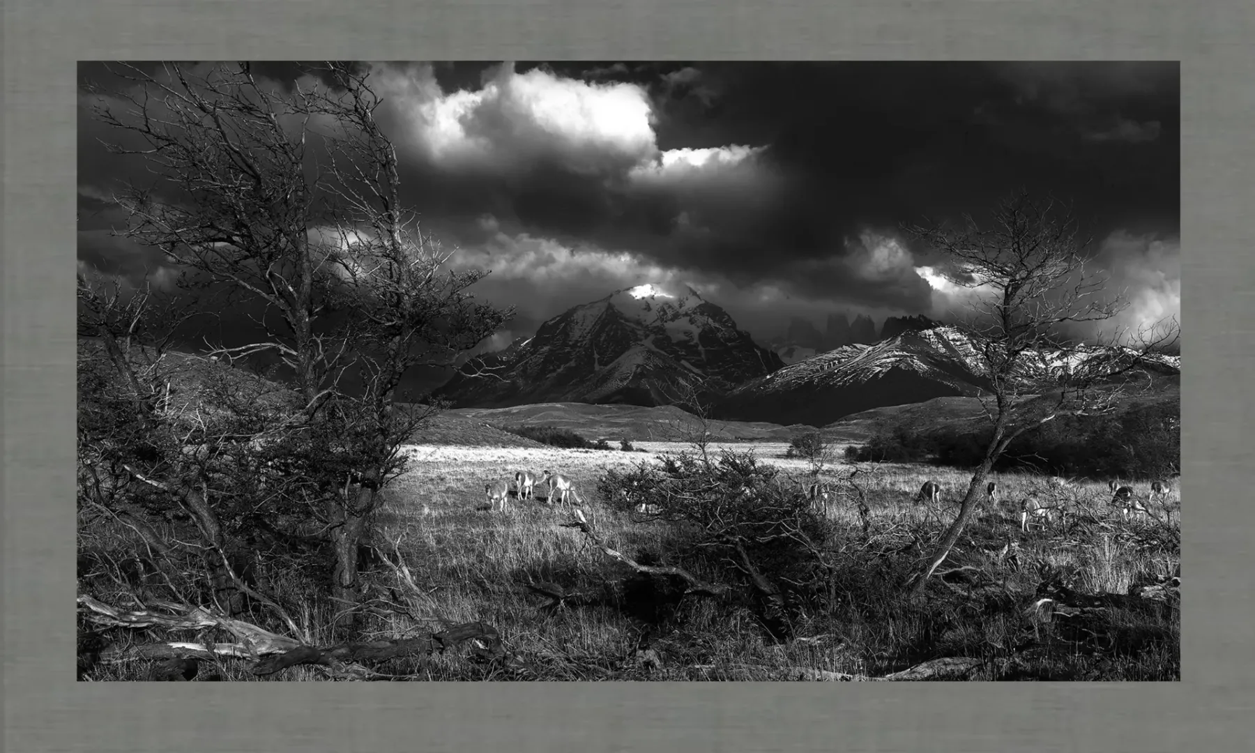 luxury art decor with fine art black and white photography