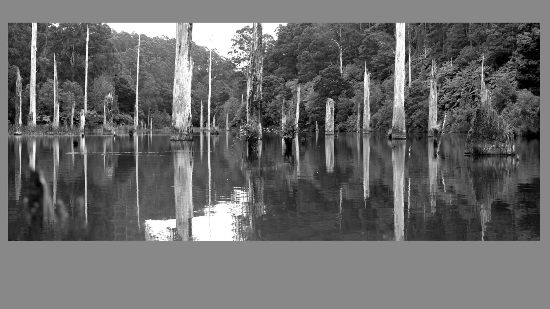 Trees and Trees Photography