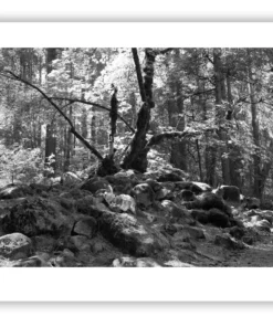 1.4-155 ORIENTATION Black and White