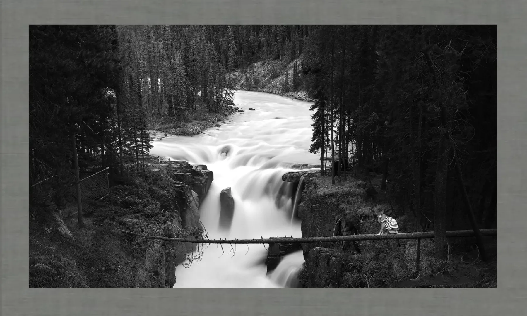 Alfred Stieglitz: Champion of Photography as Fine Art