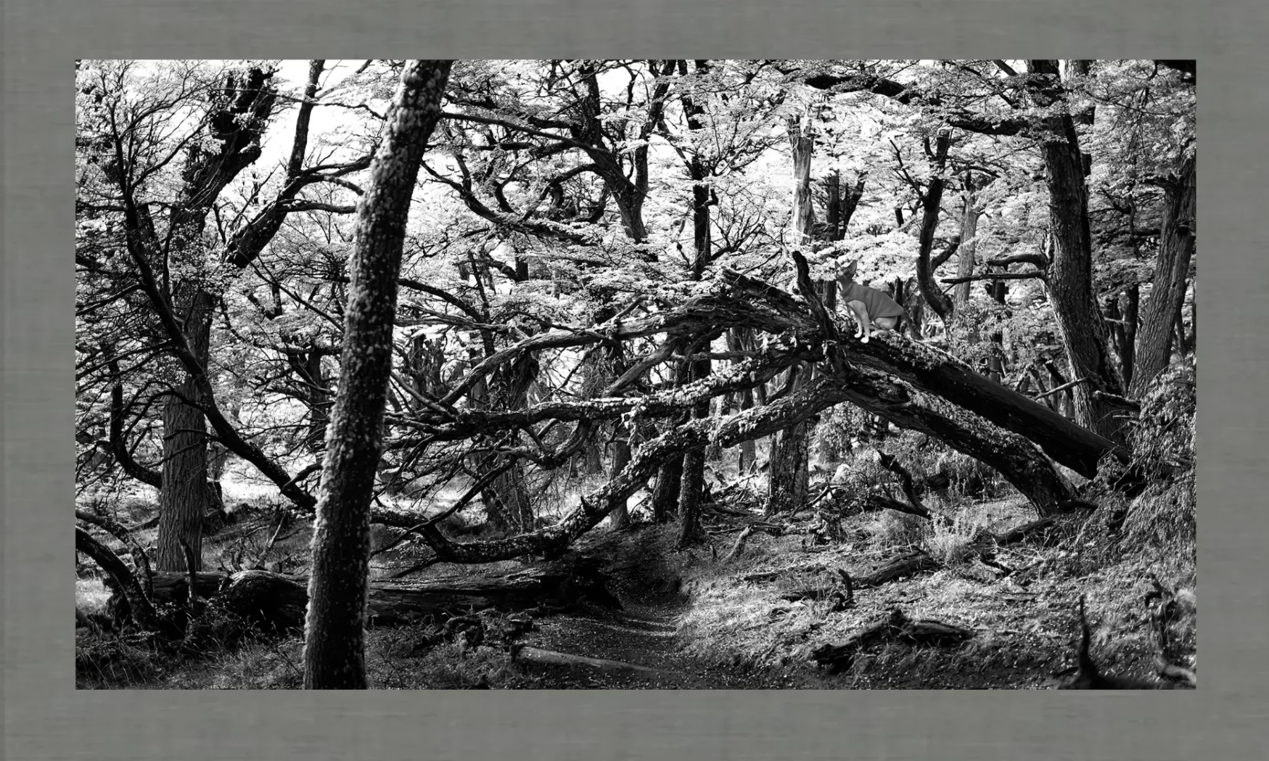 Trees and Trees Photography