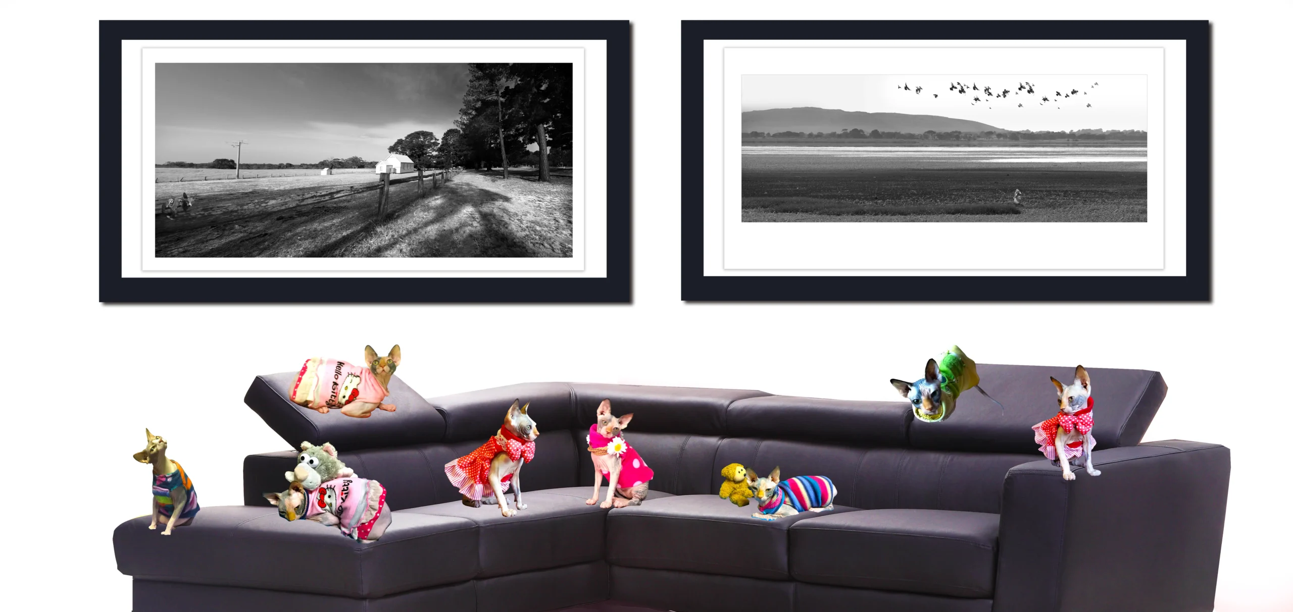 Black and White Country Living - Australian Rural Landscape, Fine Art Photography with sphynx Cats