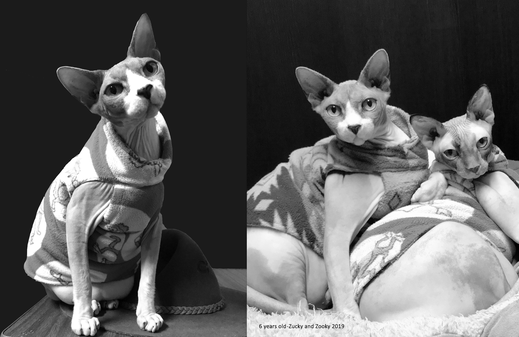 Pet Grief as transformational Tool, Pet Memorial, Grieving a Pet, Pet Death, Losing a Pet, Animal Loss, Animal Grief, Coping with Pet Loss, Mourning Pets, Pet Bereavement, Pet Owner Support, Pet Remembrance, Healing from Pet Loss