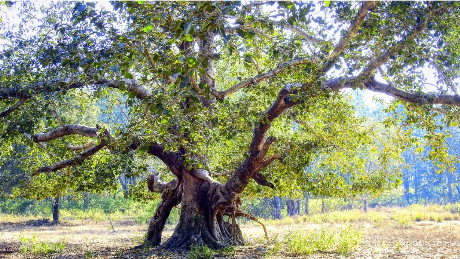 Trees and Trees Photography